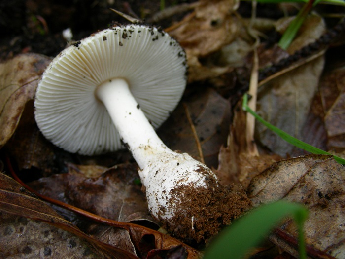 657 Aprile vecchio ritrovamento